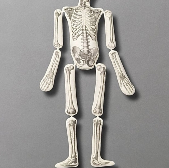 New John Derian XL Skeleton pillow home decor goth Gothic apothecary skull - Picture 2 of 10